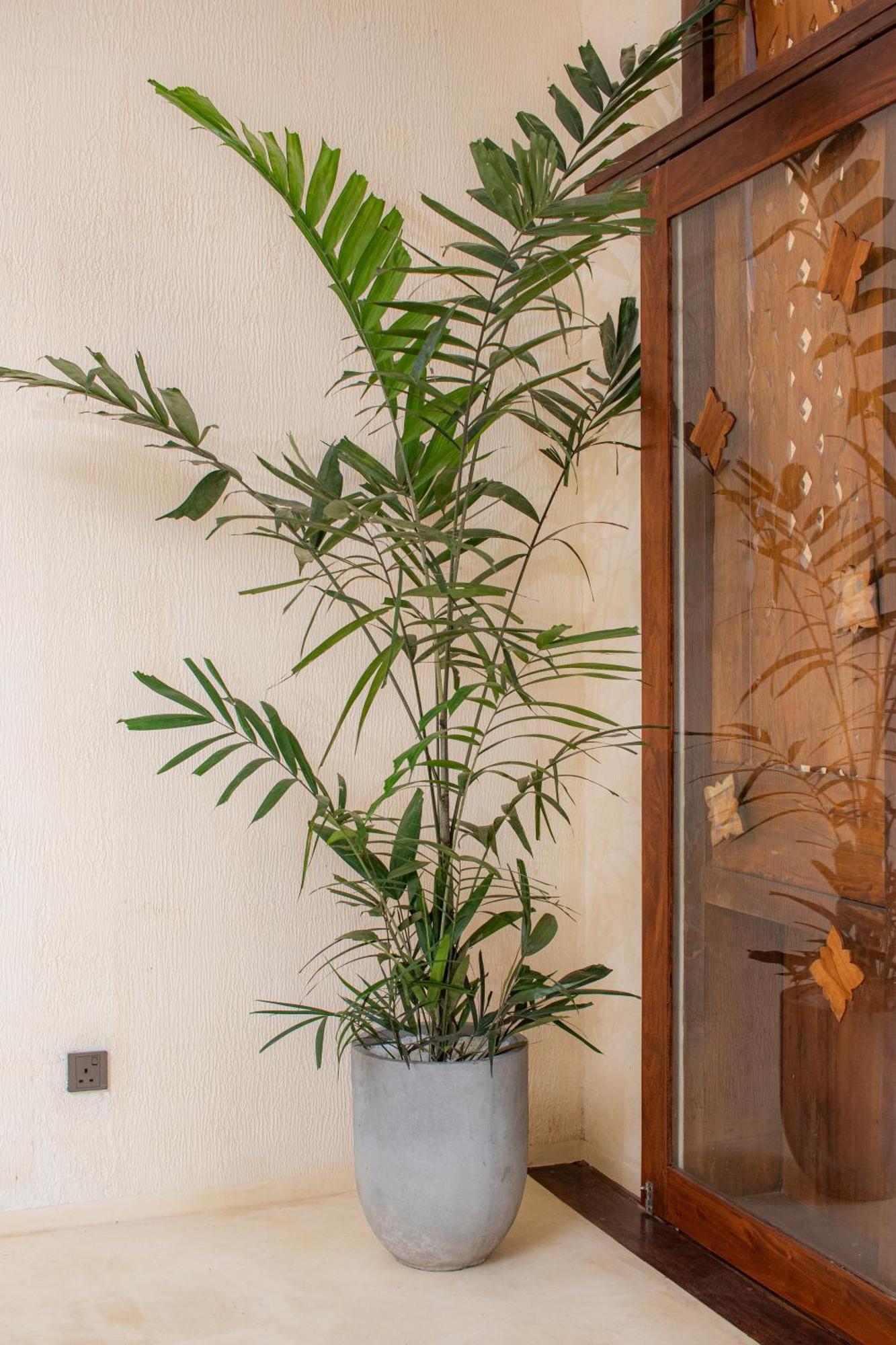 Spicepeek Boutique Hotel Cmb Airport Katunayaka Zewnętrze zdjęcie